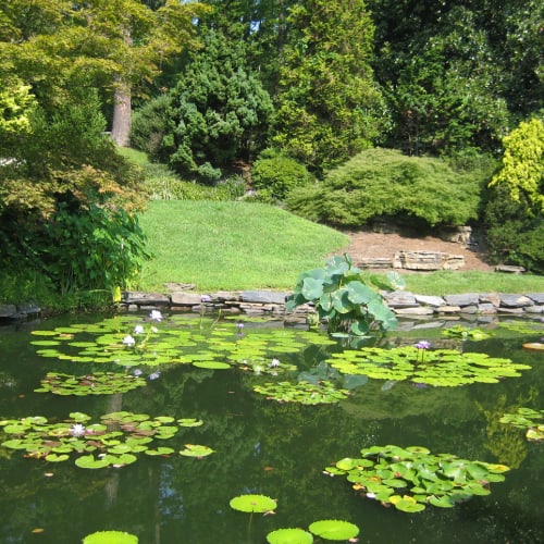 Pond with lily pads