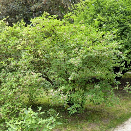 Cornus sericea shrub