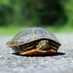 What Do Wild Turtles & Tortoises Eat? (Surprising Facts) - Pond Informer