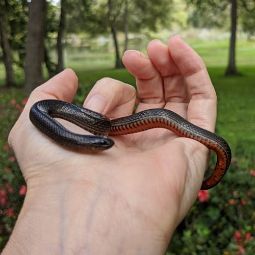 Black swamp snake in hand