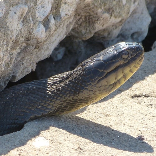 Florida green water snake head