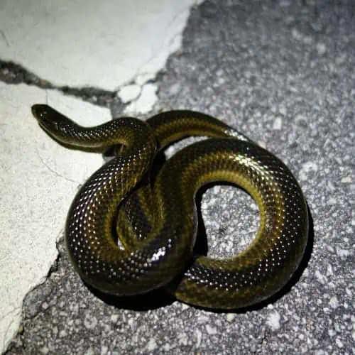 Striped crayfish snake