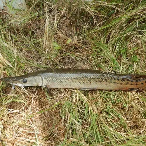 Alligator gar