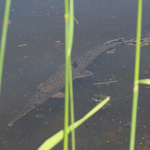 Longnose gar underwater