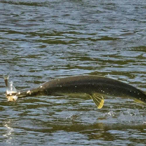 Shortnose gar eating gizzard shad