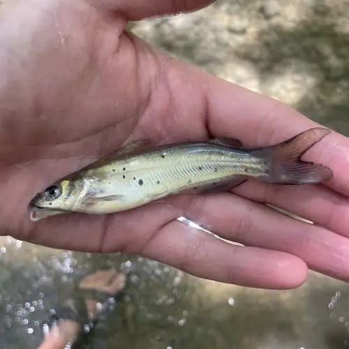 List of Fish Species in Lake Gaston (Updated) Pond Informer