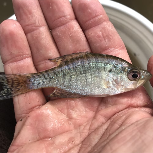 White crappie