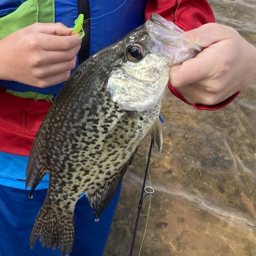 Caught black crappie