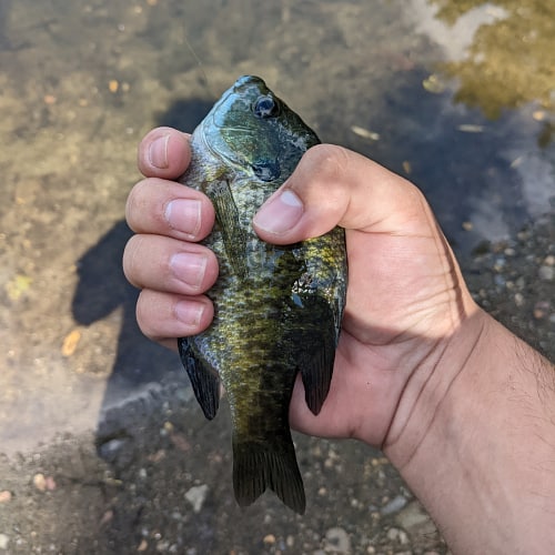 Bluegill in hand