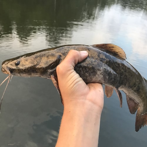 Person holding flathead catfish
