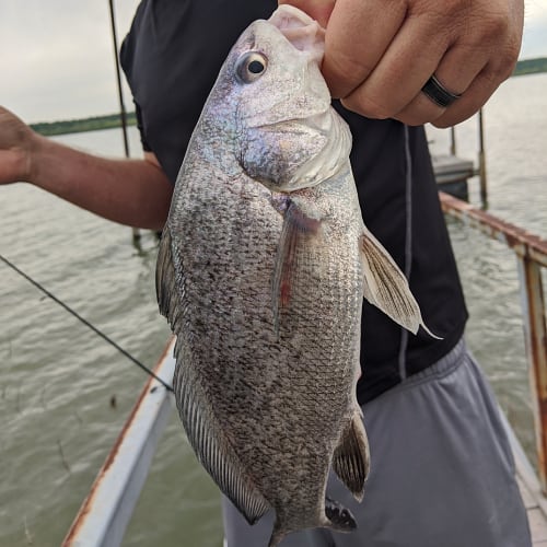 Caught freshwater drum