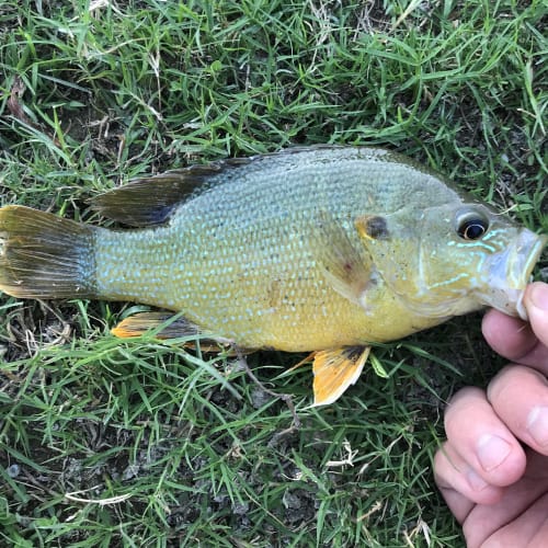 Green sunfish