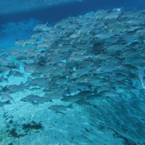 School of hybrid striped bass