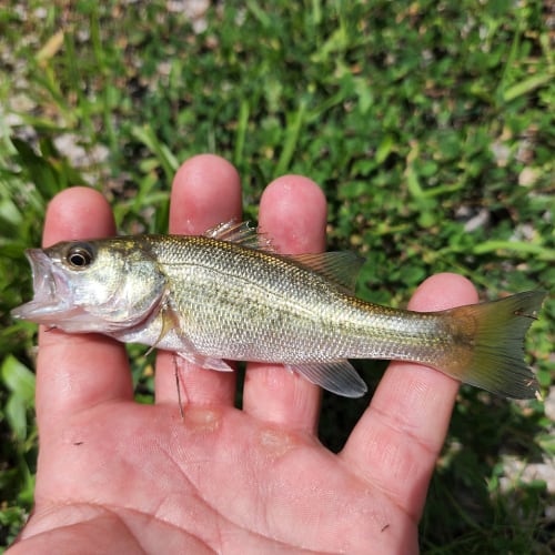 Juvenile largemouth bass
