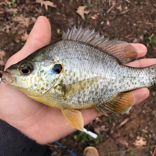 Redear sunfish