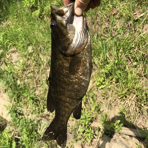 Smallmouth bass