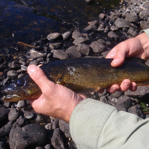 Walleye
