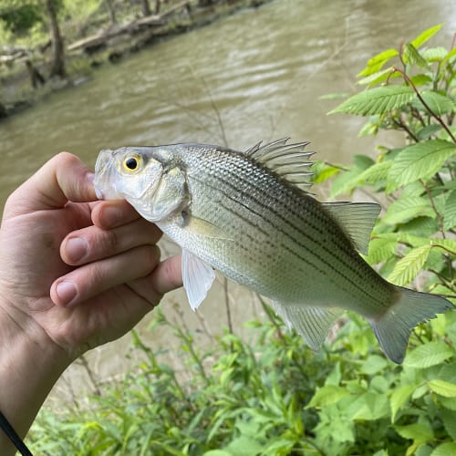 White bass