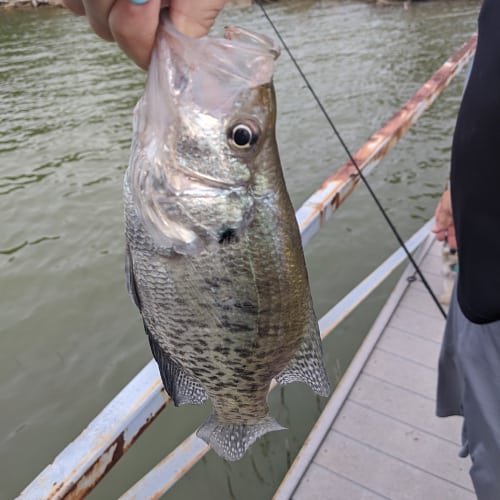 Caught white crappie