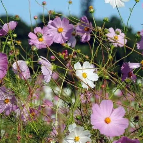 Garden cosmos