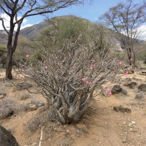 Desert rose