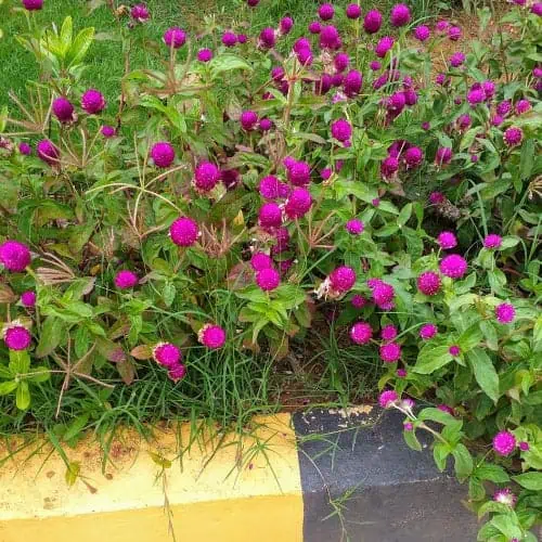 Globe amaranth in bloom