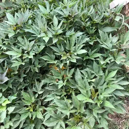 Sweet potato plants