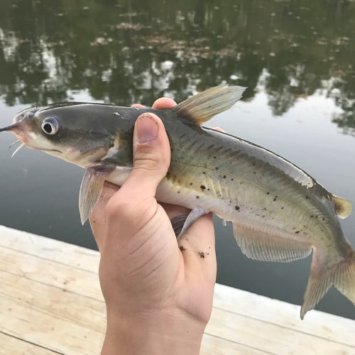 List of Fish Species in Pomona Lake (Updated) Pond Informer