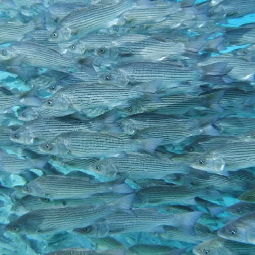 School of hybrid striped bass