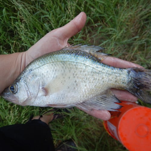 List of Fish Species in Pomona Lake (Updated) Pond Informer