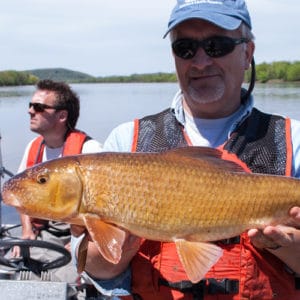List of Fish Species in Lake Dardanelle 2023 [Updated] - Pond Informer