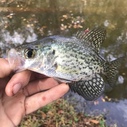 Black crappie
