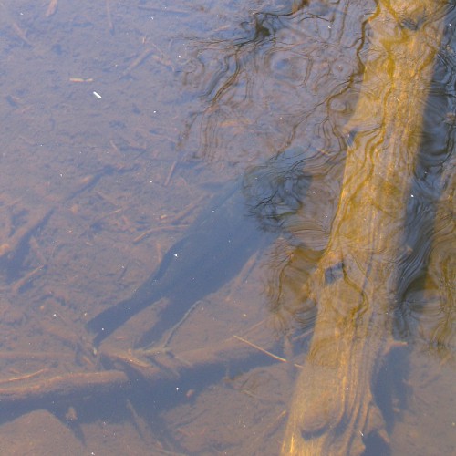 Walleye in water
