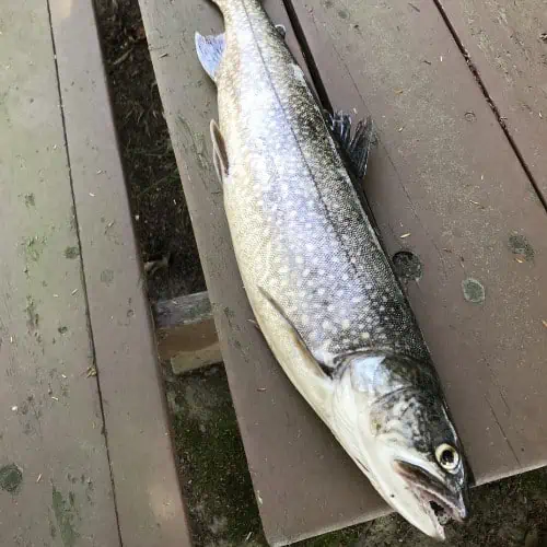 Caught lake trout