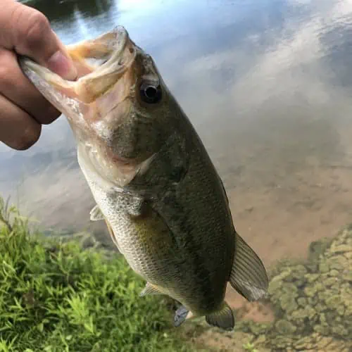Caught largemouth bass