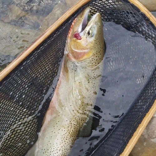 Westslope cutthroat trout in net