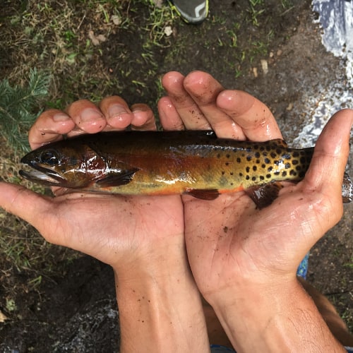 Rio Grande cutthroat trout