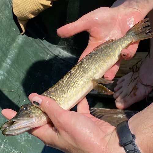 Northern pike in hands