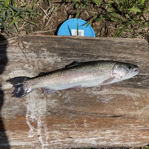Rainbow trout