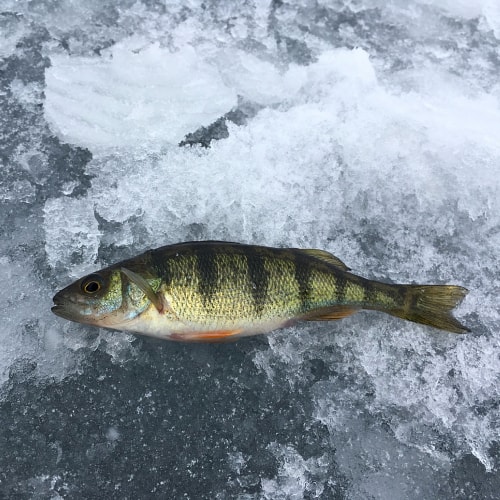 Yellow perch