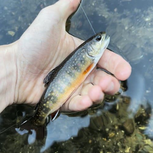 Brook trout in hand