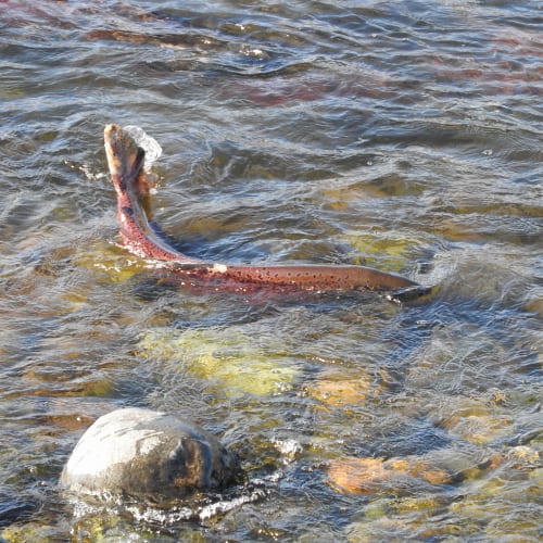 Chinook salmon in river