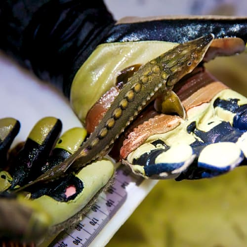 Juvenile green sturgeon