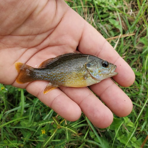 Green sunfish in hand