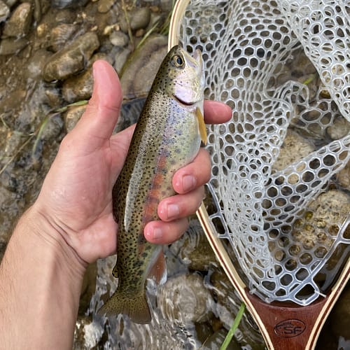 Caught rainbow trout