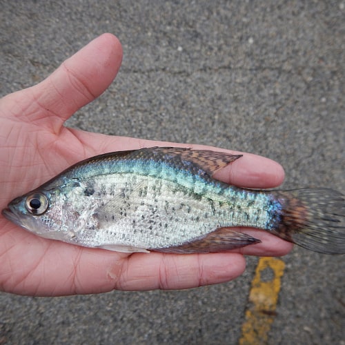 White crappie