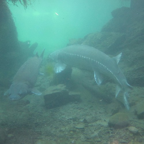White sturgeon