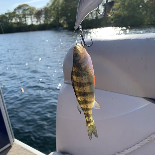 Caught yellow perch