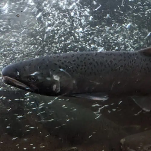 Coho salmon underwater