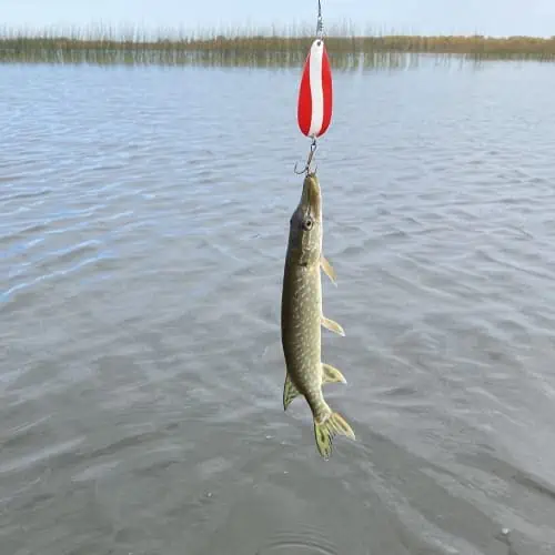 Caught northern pike